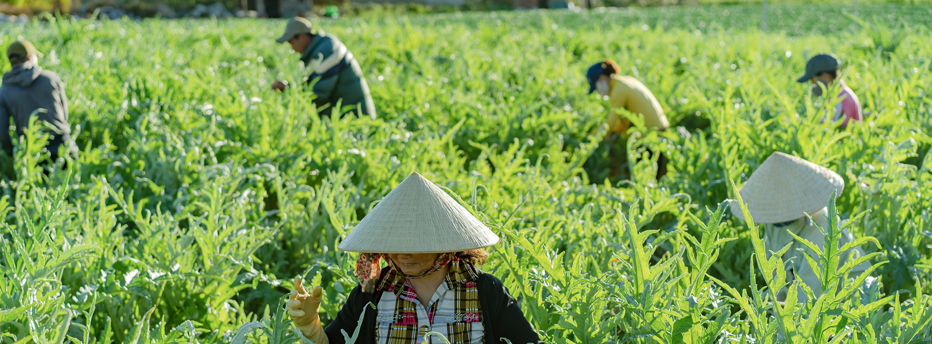 vung trong duoc lieu